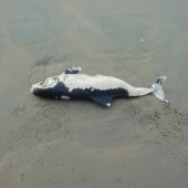 Drie dode bruinvissen op het strand van Noordwijk voor de EHBZ